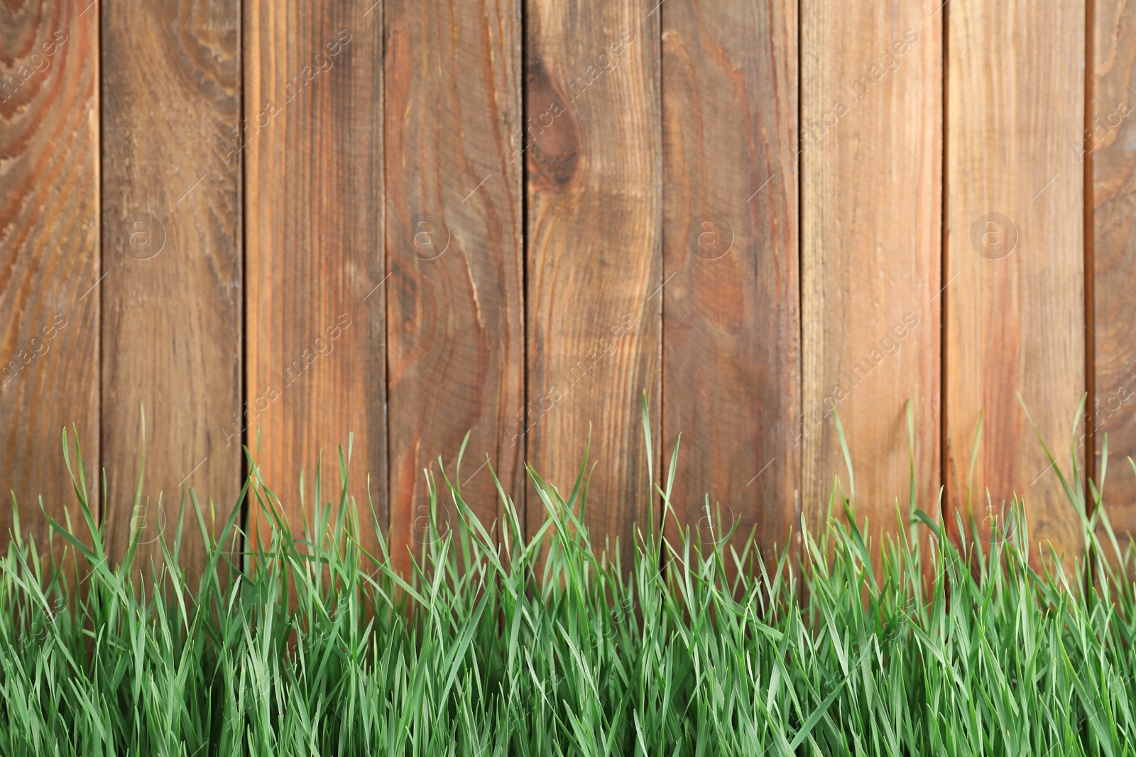 Photo of Fresh green grass near wooden fence. Space for text