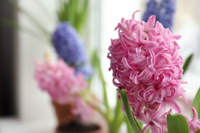 Photo of Beautiful pink hyacinth, closeup view. Space for text