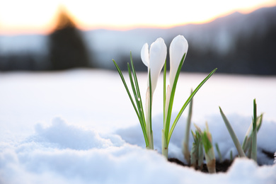 Beautiful crocuses growing through snow, space for text. First spring flowers