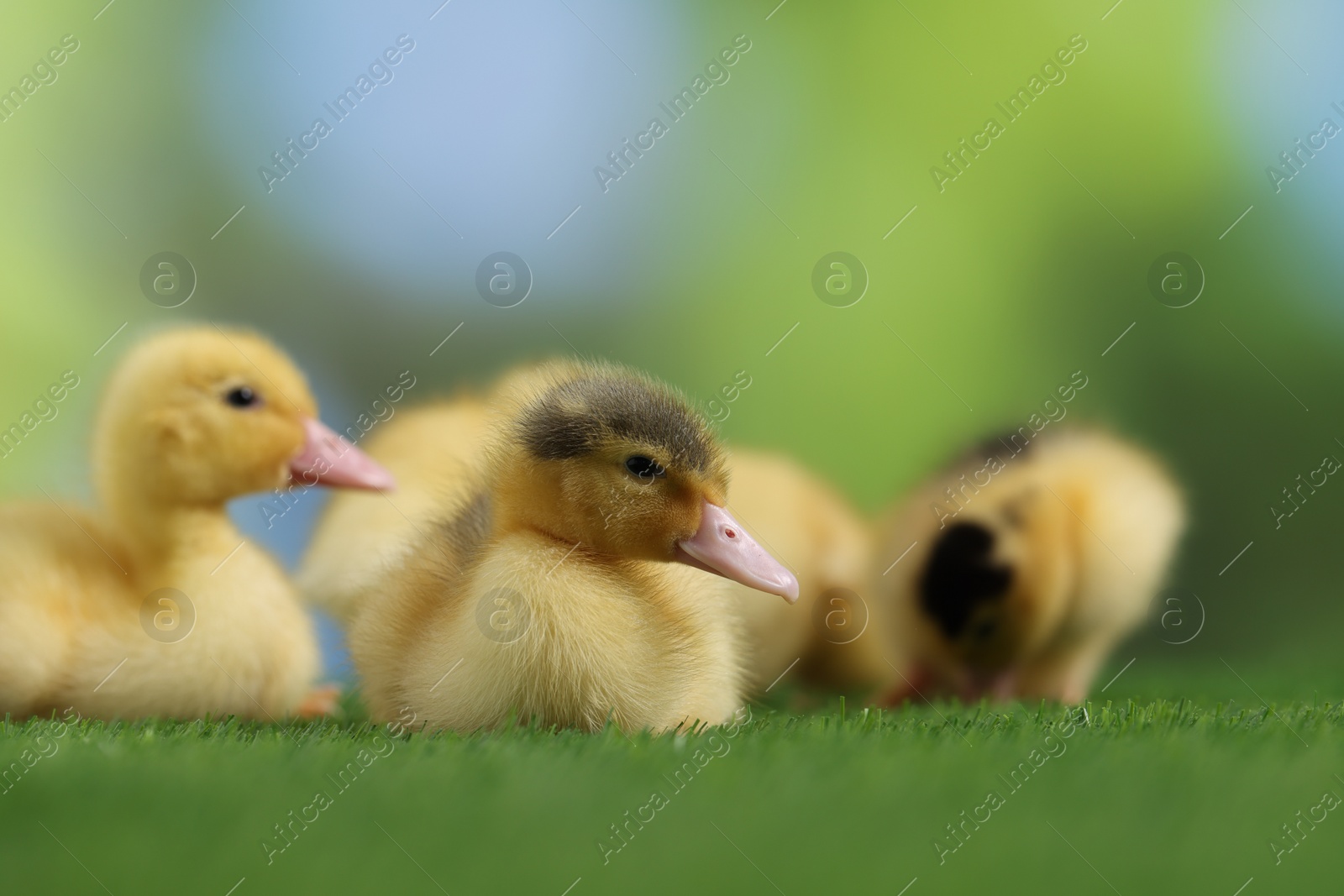 Photo of Cute fluffy ducklings on artificial grass against blurred background, closeup. Baby animals