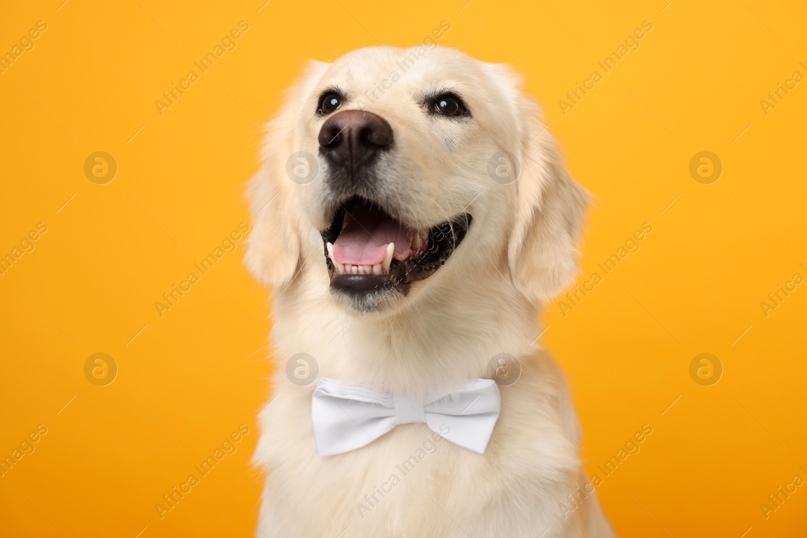 Photo of Cute Labrador Retriever dog with bow tie on yellow background