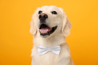 Cute Labrador Retriever dog with bow tie on yellow background