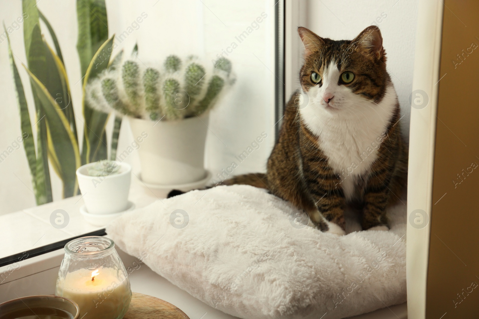 Photo of Cute cat and burning candle on window sill at home. Adorable pet