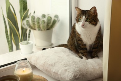 Cute cat and burning candle on window sill at home. Adorable pet