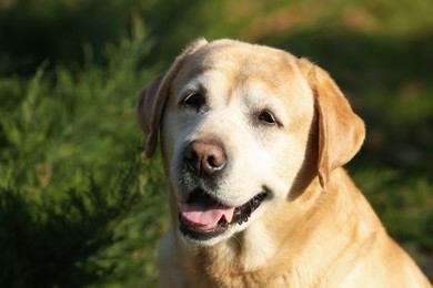 Photo of Yellow Labrador outdoors on sunny day, closeup