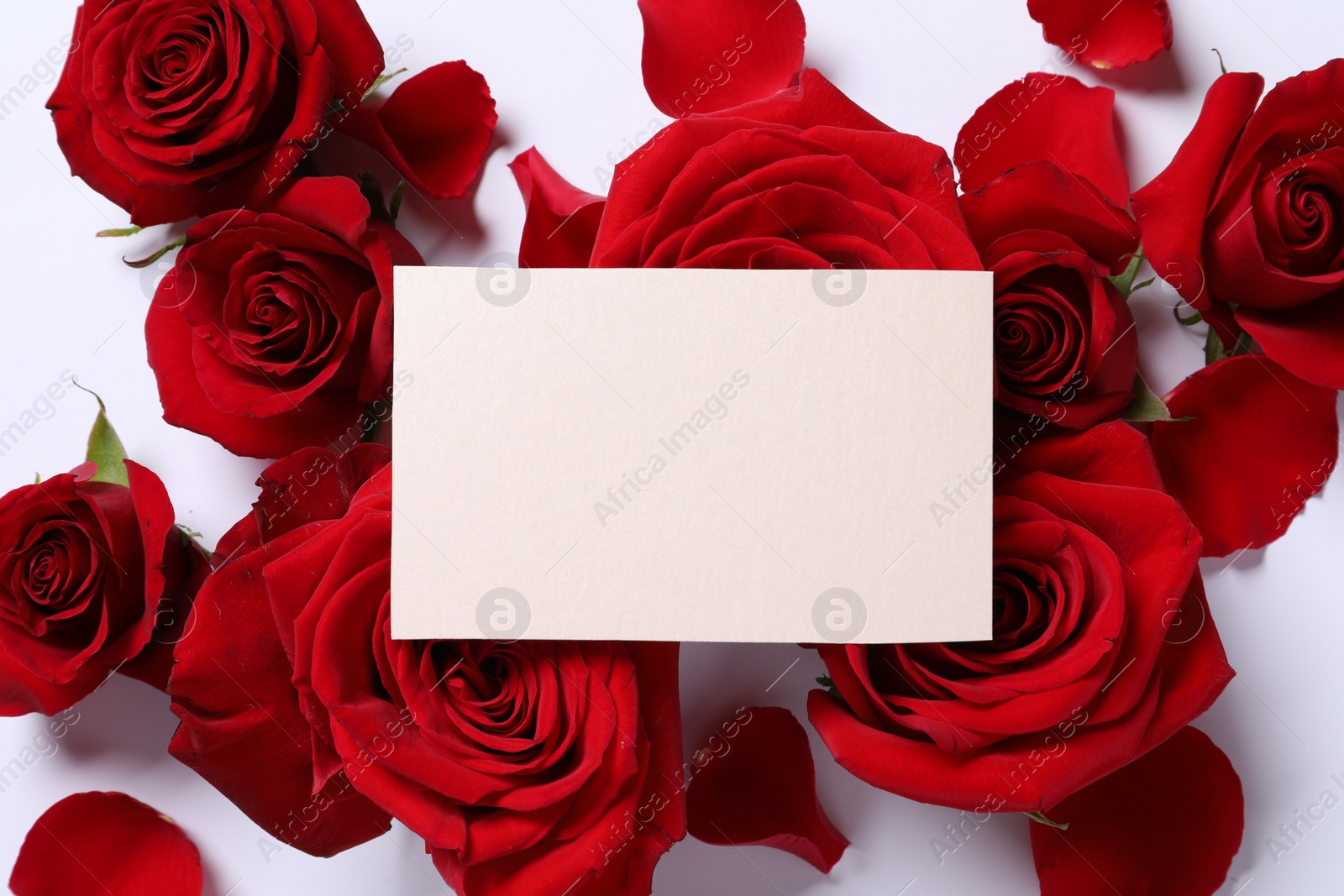 Photo of Blank card, beautiful red roses and petals on white background, flat lay. Space for text