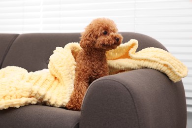 Photo of Cute Maltipoo dog with plaid on sofa indoors. Lovely pet