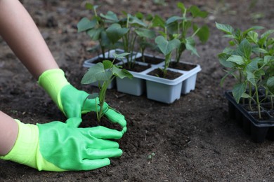 Photo of Woman wearing gardening gloves transplanting seedling from plastic container in soil outdoors, closeup. Space for text