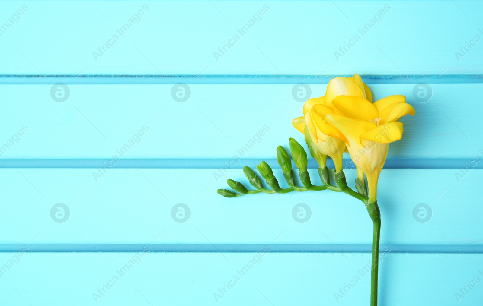 Photo of Beautiful freesia on wooden background