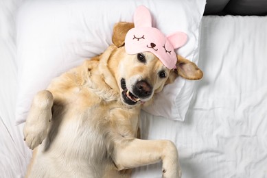 Photo of Cute Labrador Retriever with sleep mask resting on bed, top view