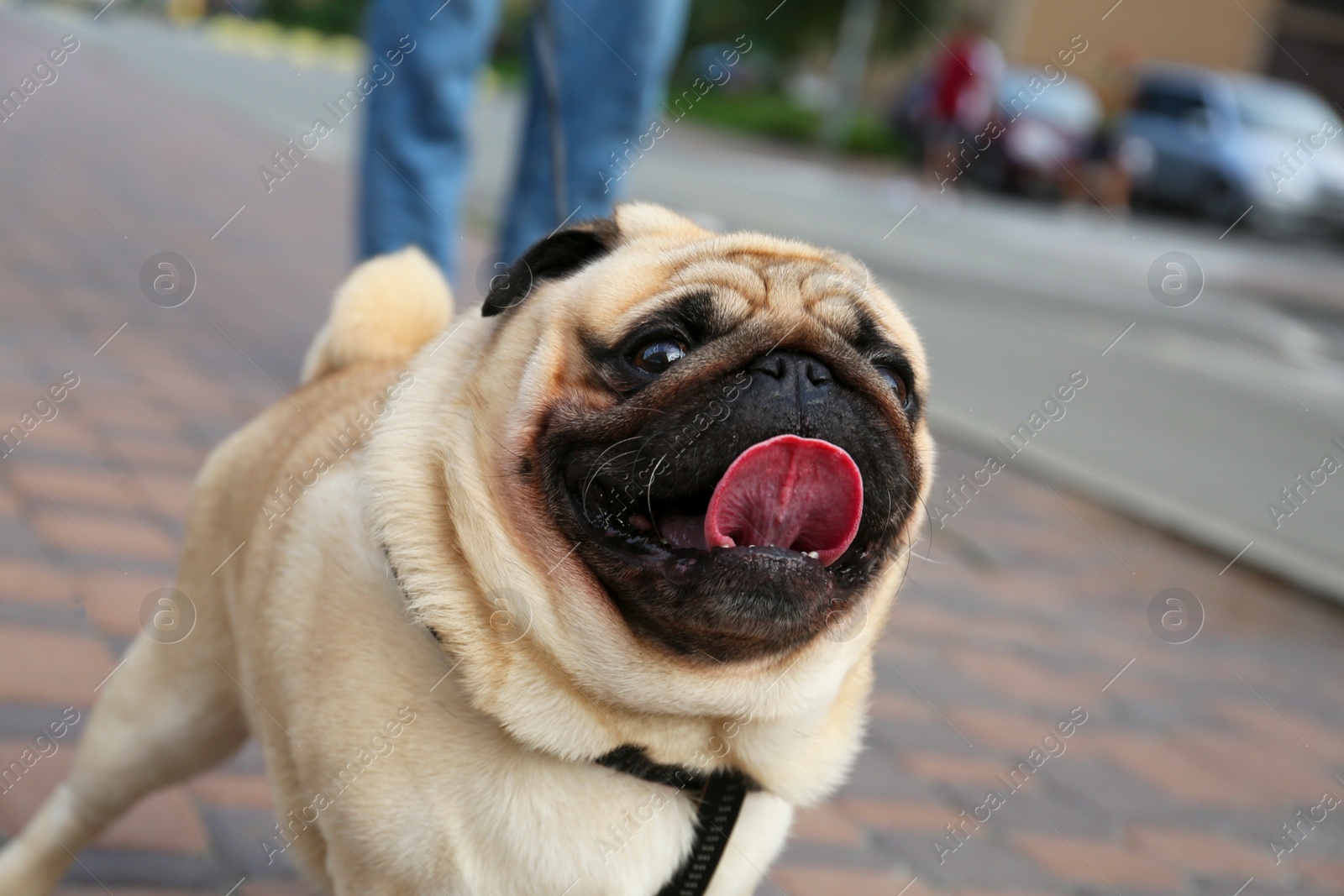 Photo of Cute pug on city street, closeup. Dog walking