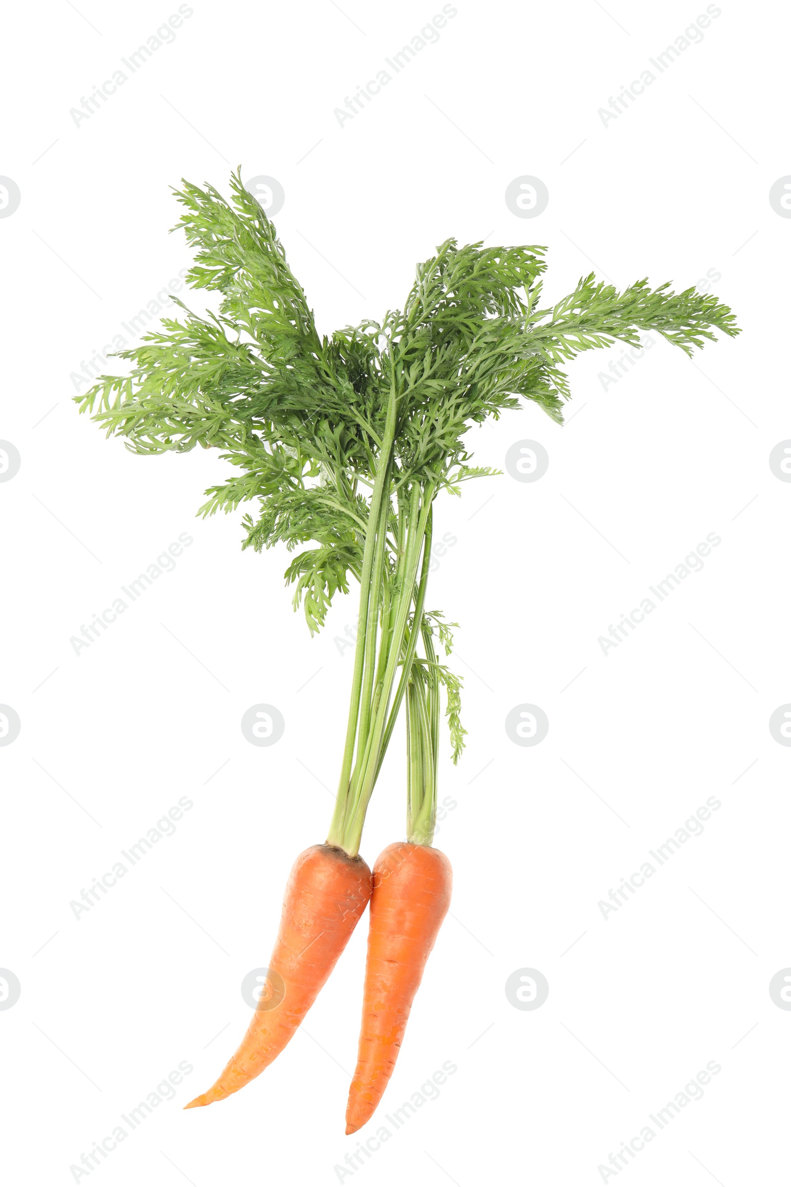 Photo of Fresh ripe juicy carrots isolated on white