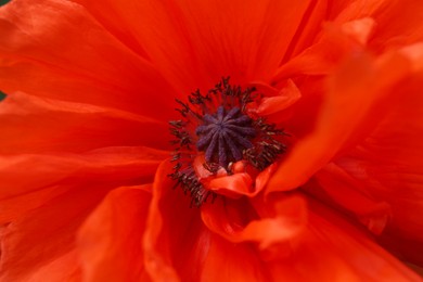 Beautiful red poppy flower as background, closeup view