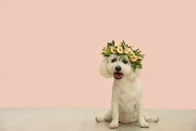 Adorable Bichon wearing wreath made of beautiful flowers indoors, space for text