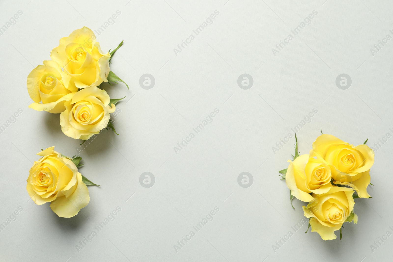 Photo of Beautiful yellow roses on light grey background, flat lay. Space for text