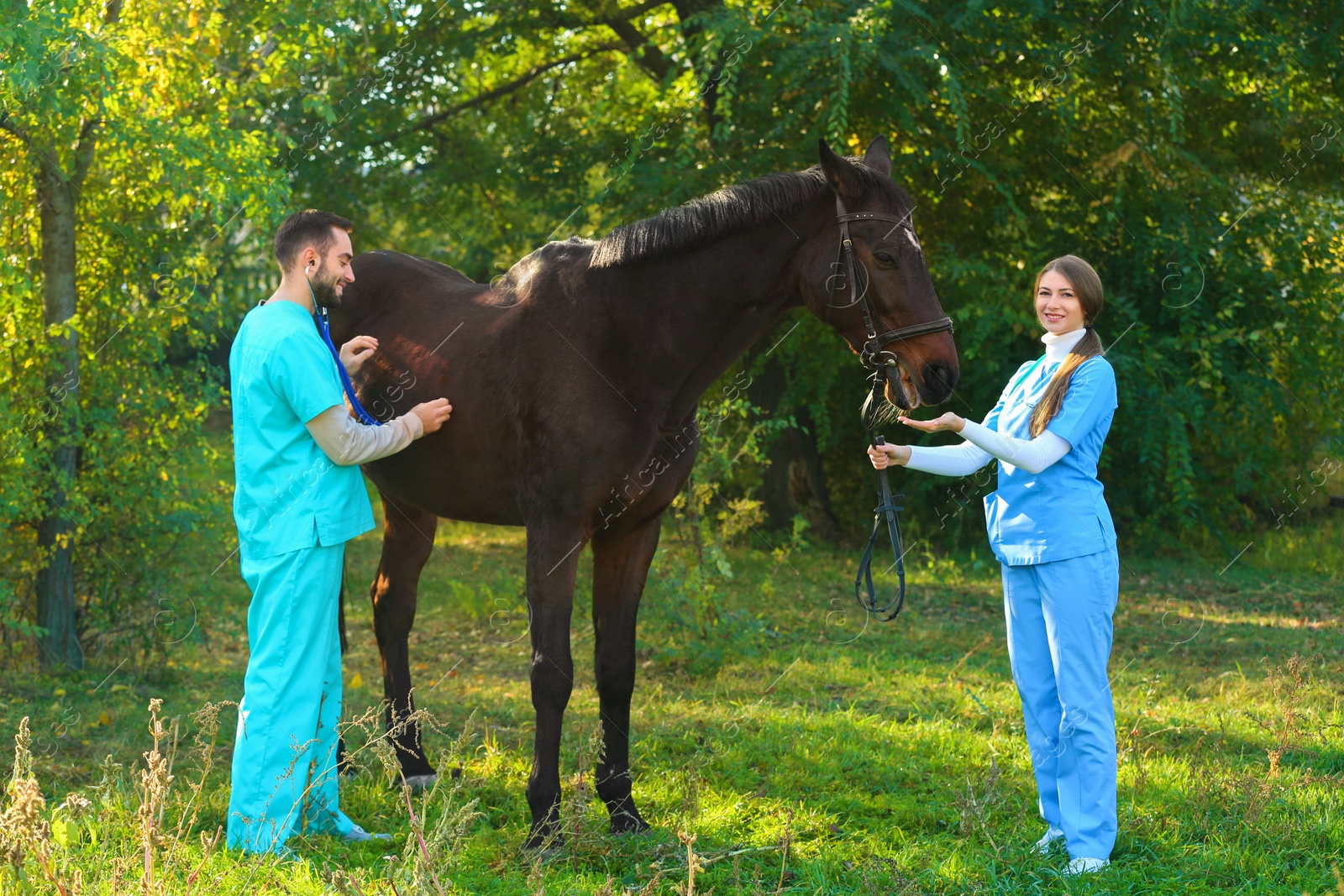 Photo of Veterinarians in uniform examining beautiful brown horse outdoors