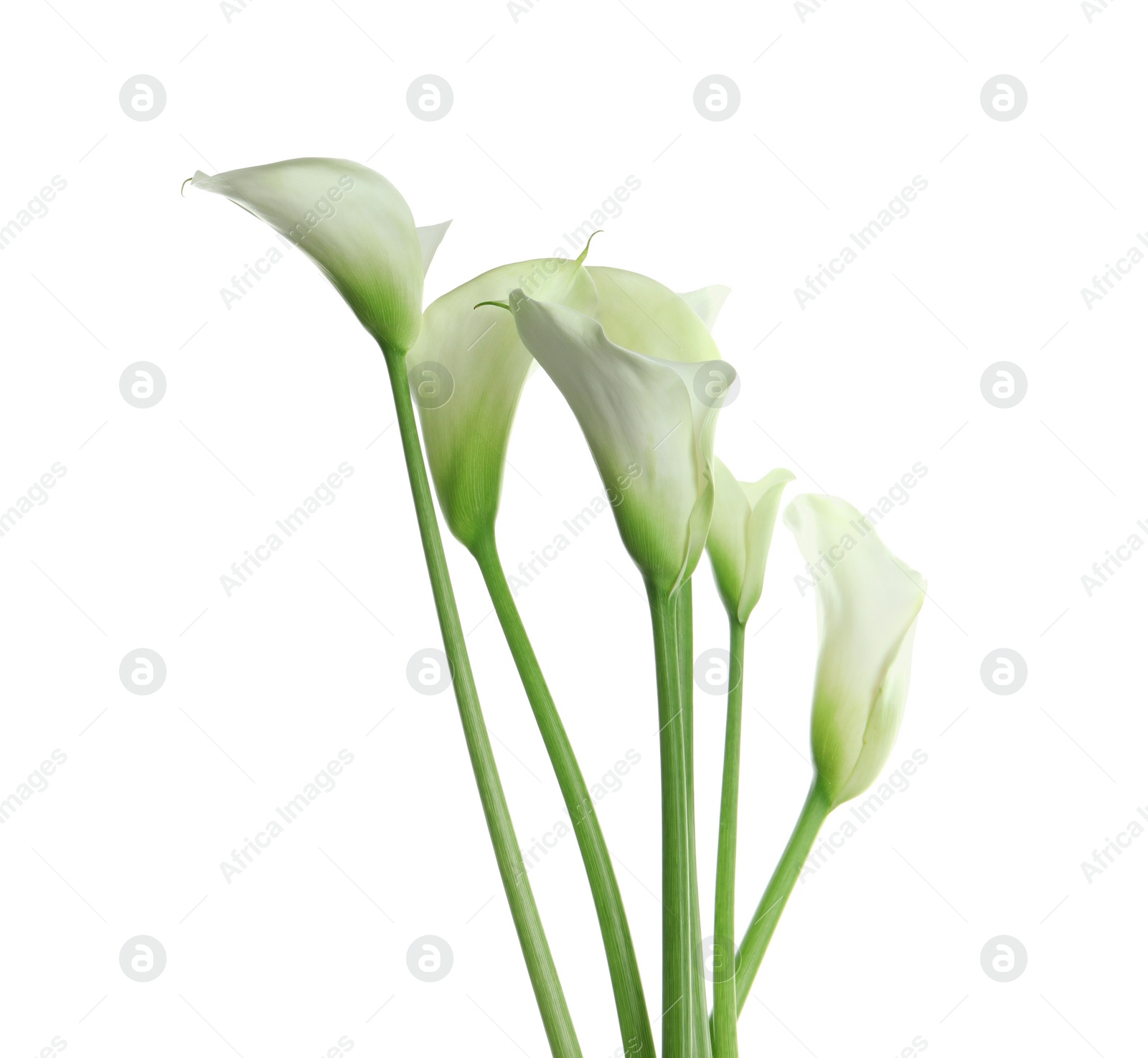 Photo of Beautiful calla lily flowers on white background