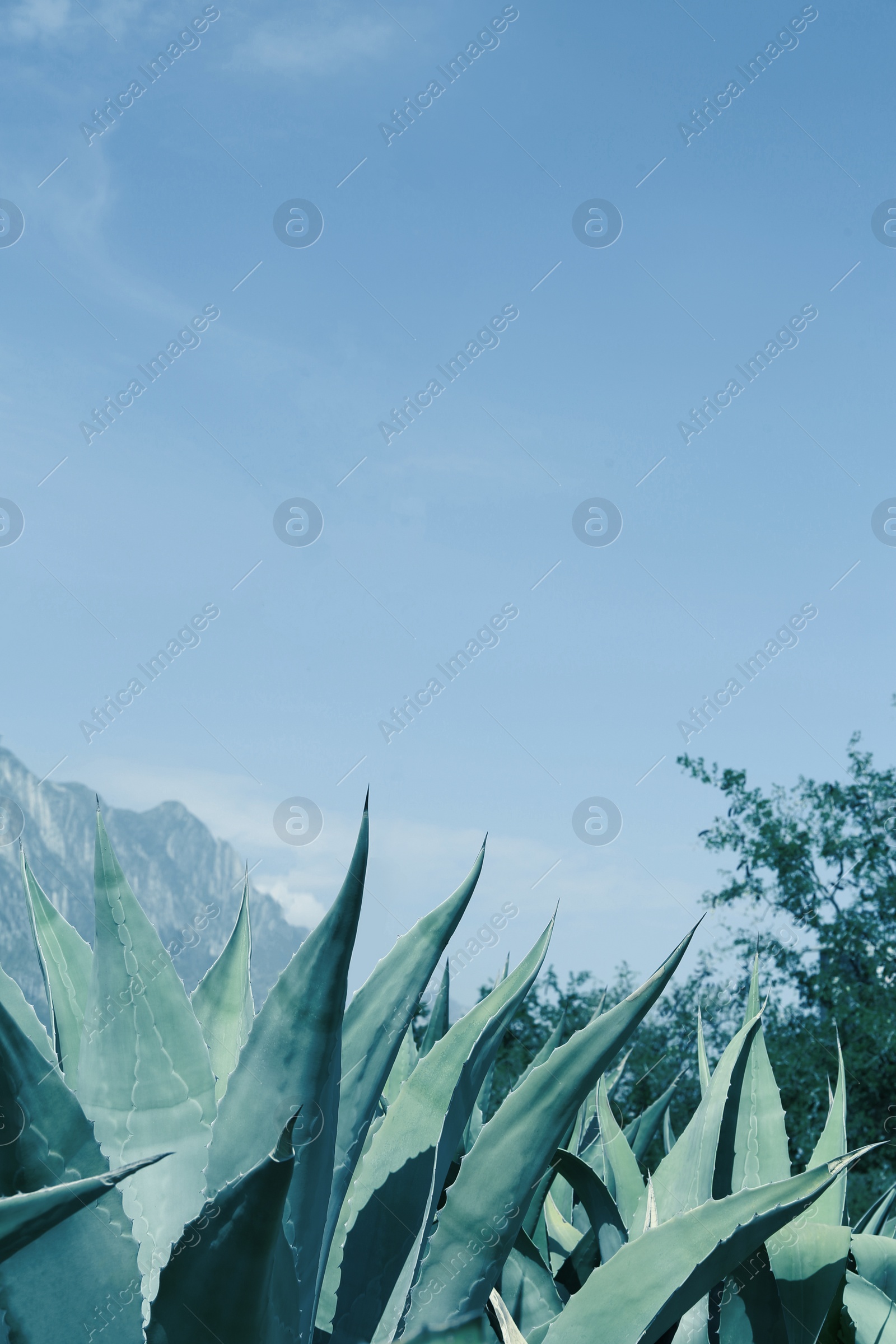 Photo of Beautiful Agave plants growing outdoors on sunny day, low angle view