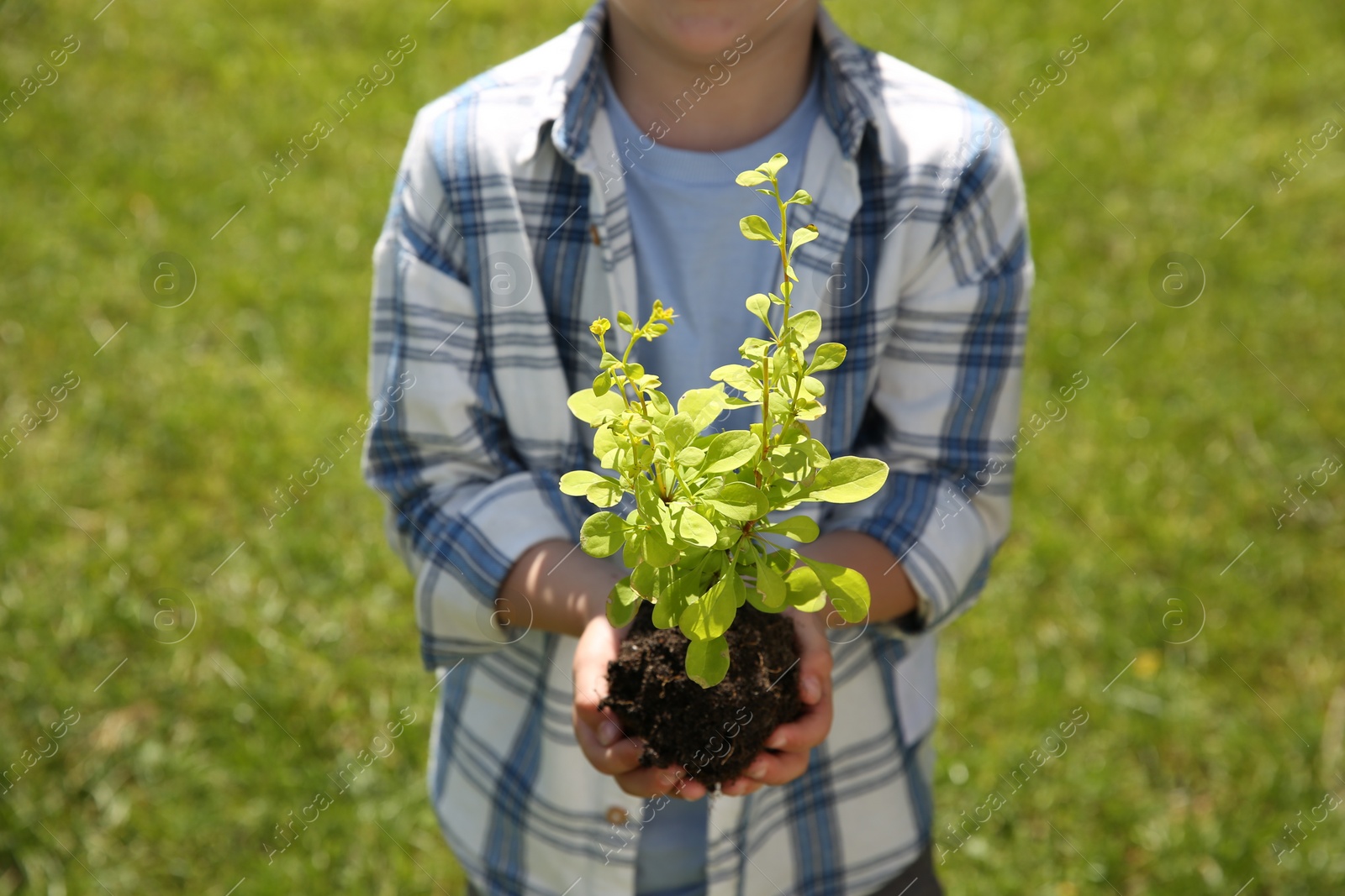 Photo of Child holding soil with young green tree outdoors, closeup