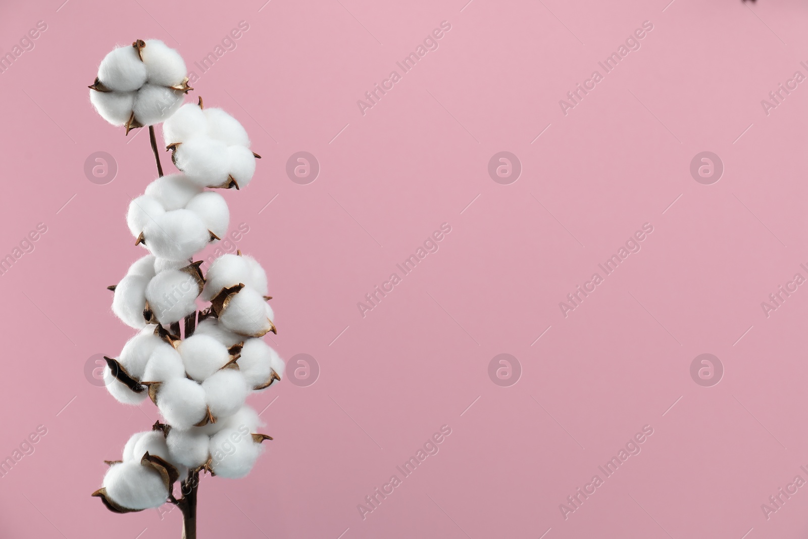 Photo of Beautiful cotton branch with fluffy flowers on pink background, space for text