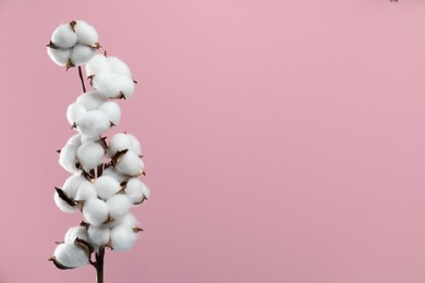 Beautiful cotton branch with fluffy flowers on pink background, space for text
