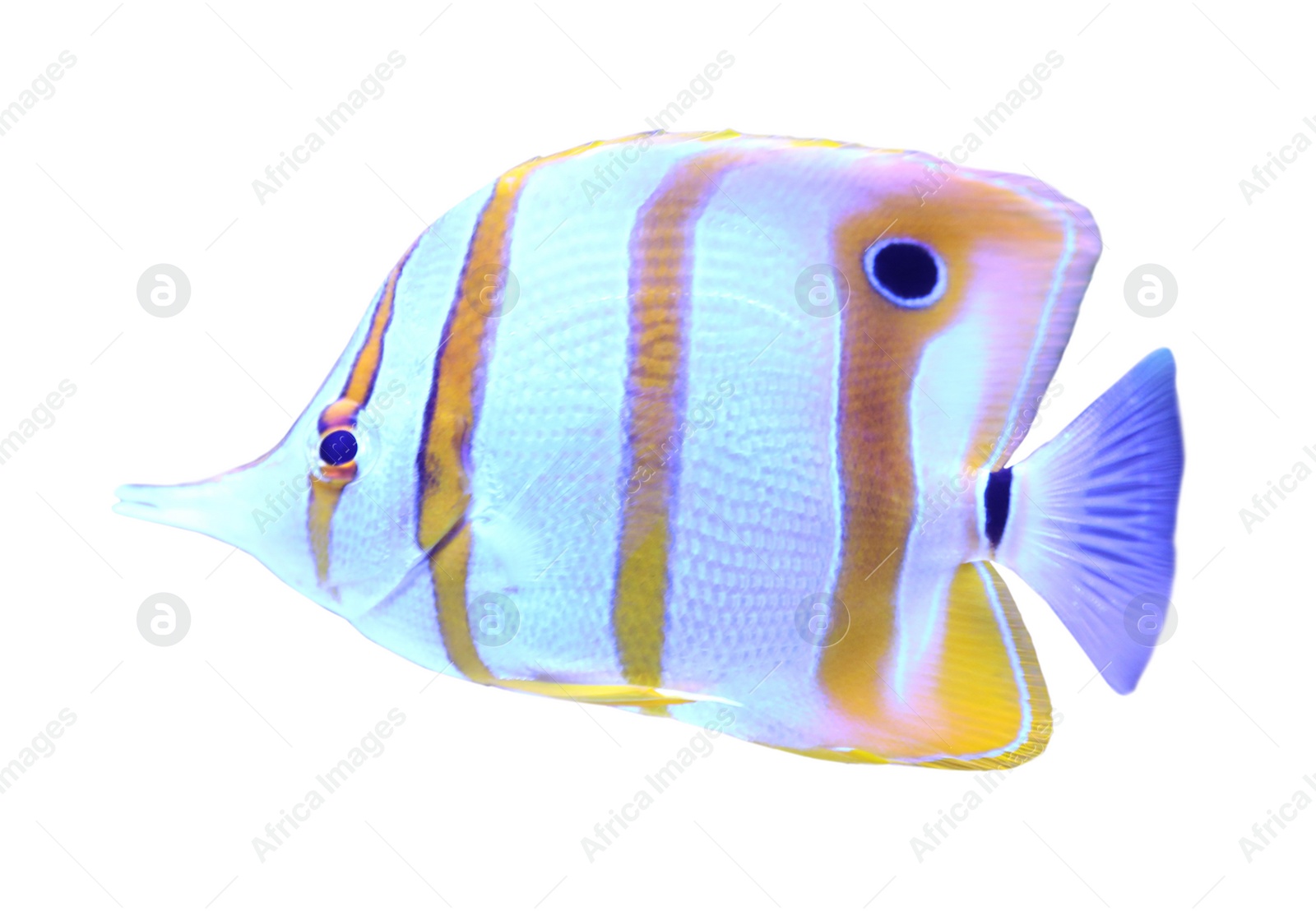 Image of Beautiful copper banded butterfly fish on white background