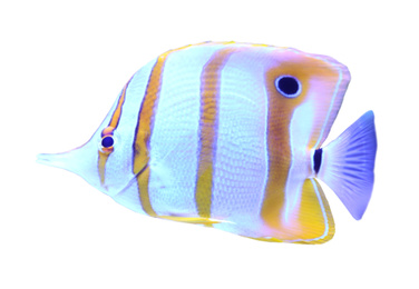 Image of Beautiful copper banded butterfly fish on white background