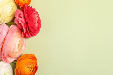 Beautiful ranunculus flowers on light background, flat lay. Space for text