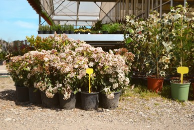 Photo of Many pots with Viburnum Tinus plants outdoors on sunny day