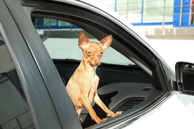 Photo of Cute toy terrier looking out of car window. Domestic dog