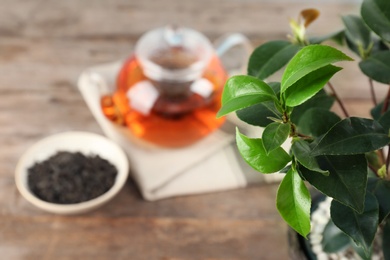 Tea shrub with green leaves on blurred background, closeup