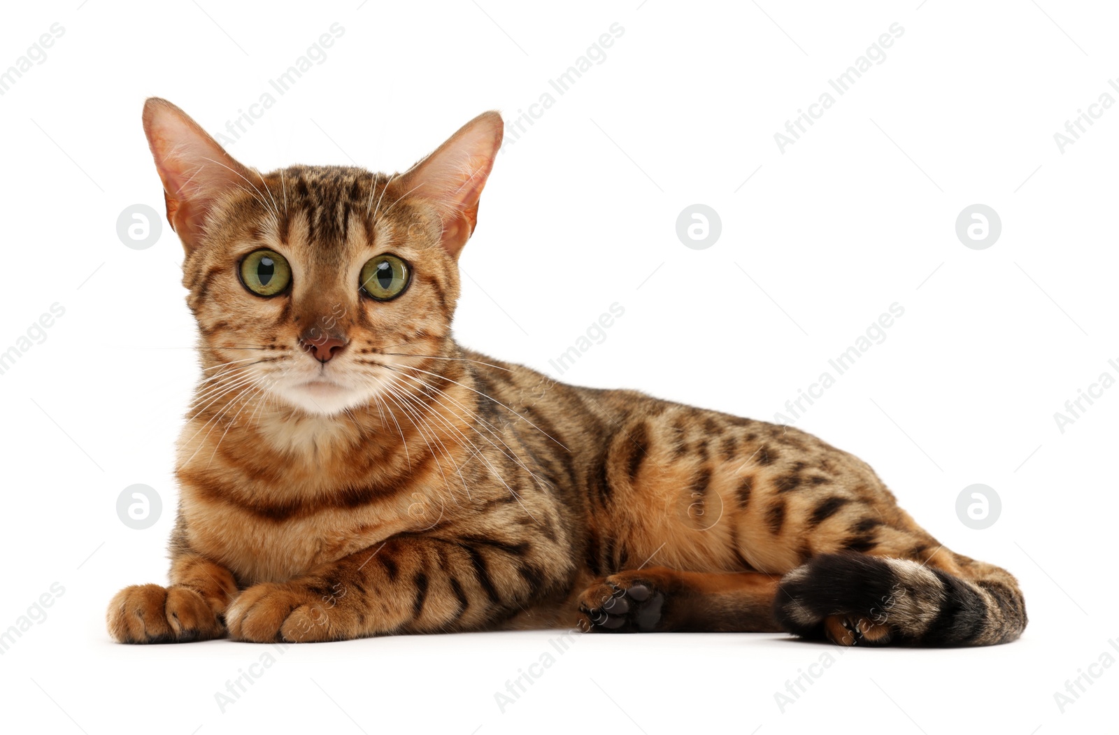 Photo of Cute Bengal cat on white background. Adorable pet