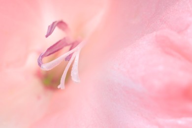 Photo of Beautiful pink gladiolus flower as background, macro view