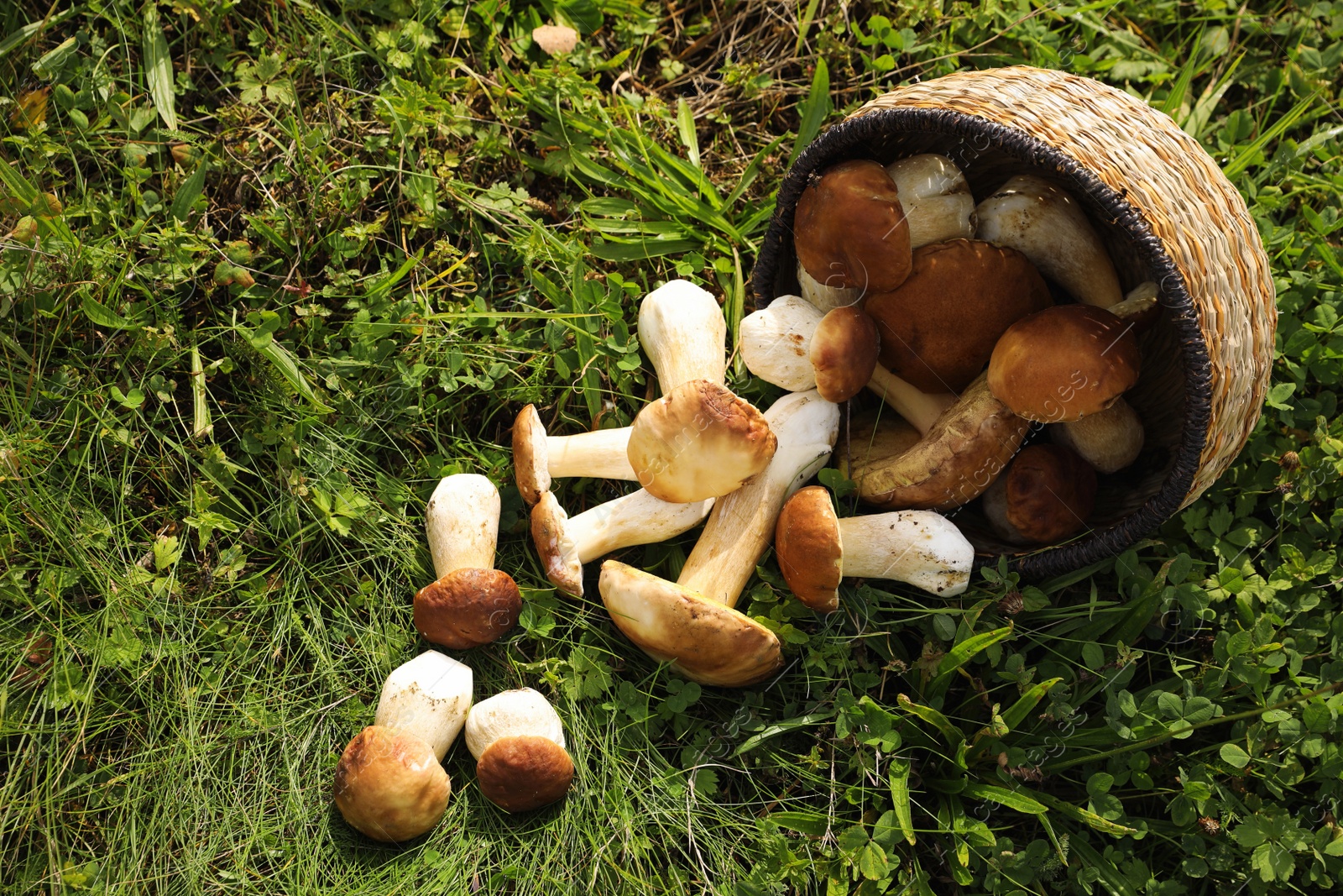 Photo of Wicker basket and fresh wild mushrooms outdoors, above view. Space for text