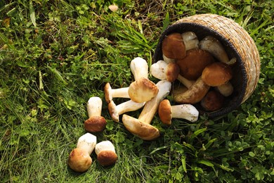 Wicker basket and fresh wild mushrooms outdoors, above view. Space for text