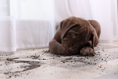 Chocolate Labrador Retriever puppy and dirt on floor indoors