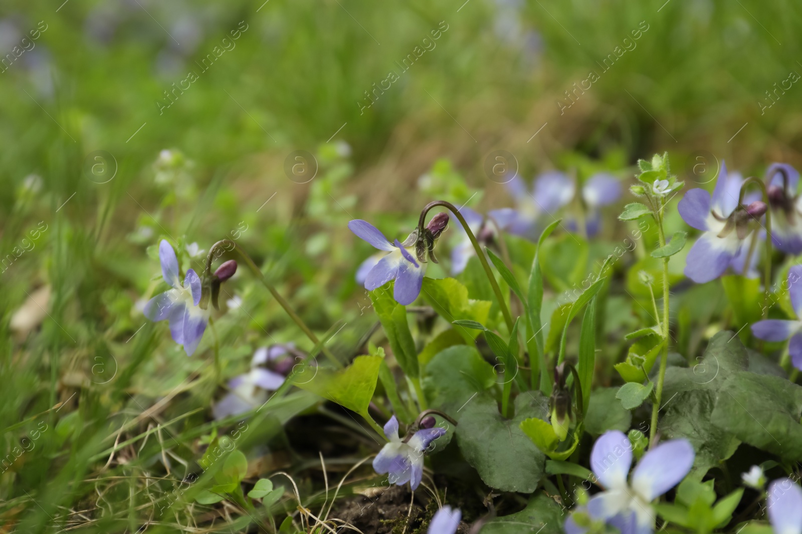 Photo of Beautiful wild violets blooming in forest. Spring flowers