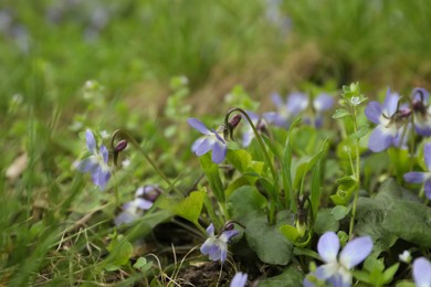 Beautiful wild violets blooming in forest. Spring flowers