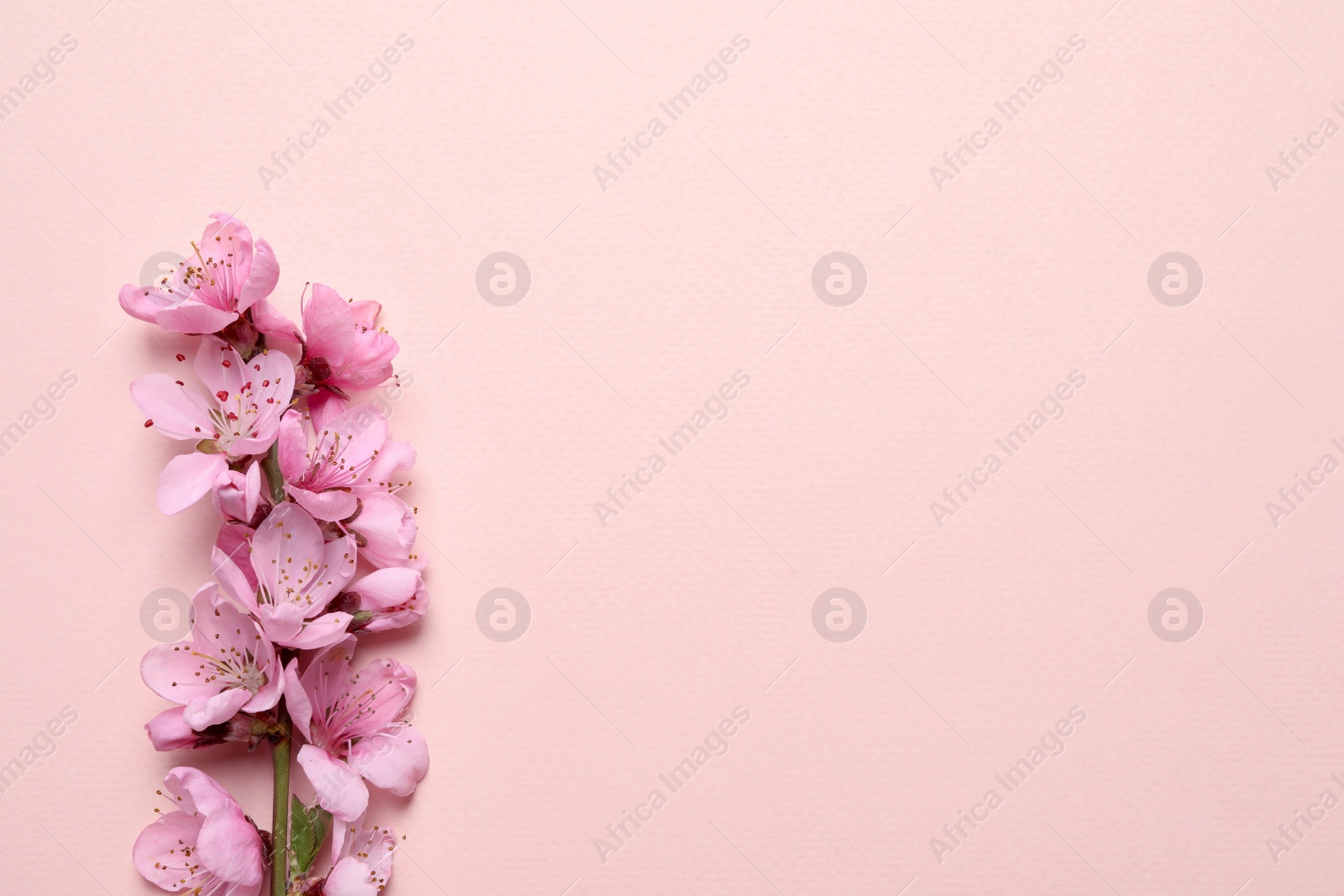 Photo of Beautiful sakura tree blossoms on beige background, top view. Space for text