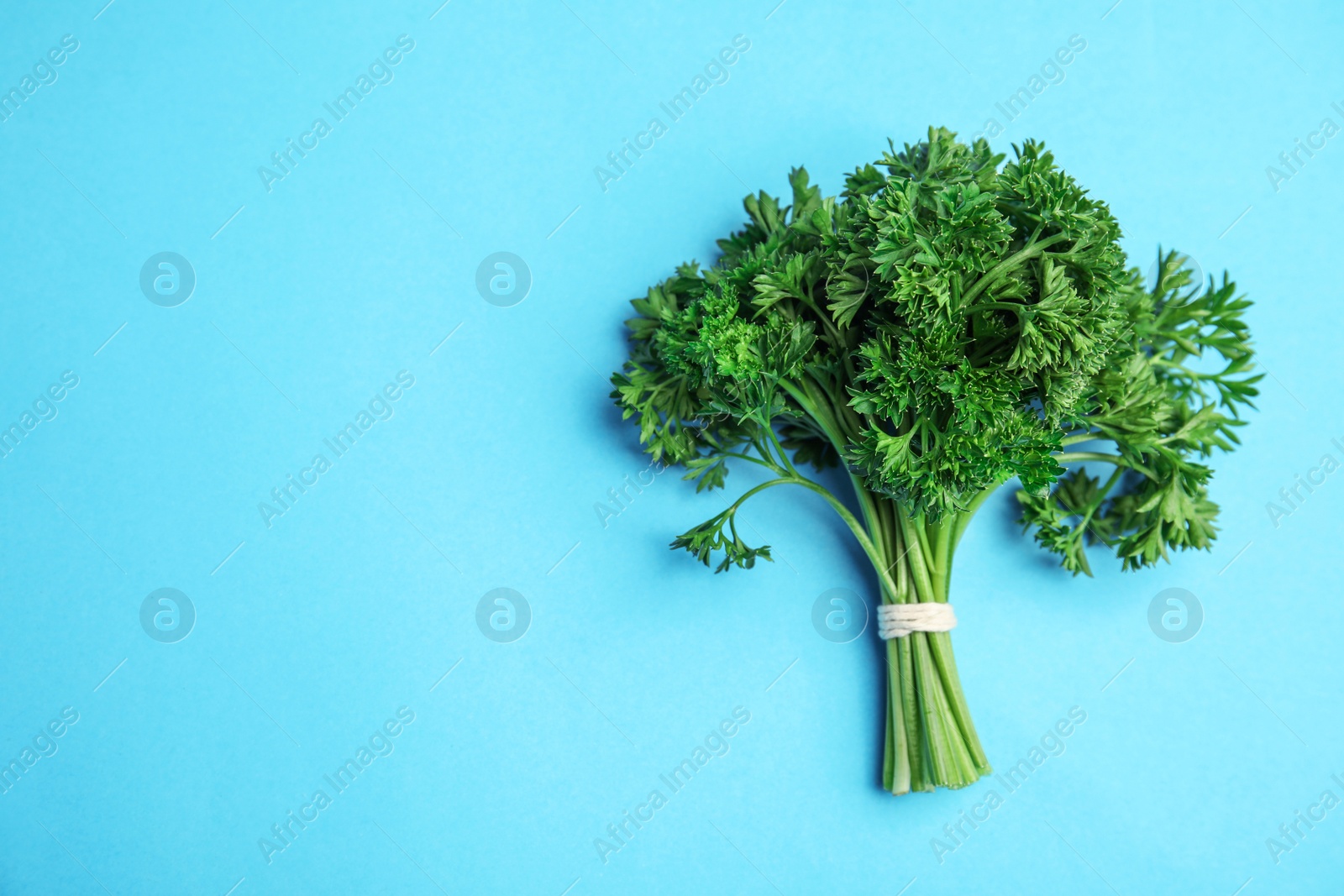 Photo of Bunch of fresh green parsley on blue background, top view. Space for text