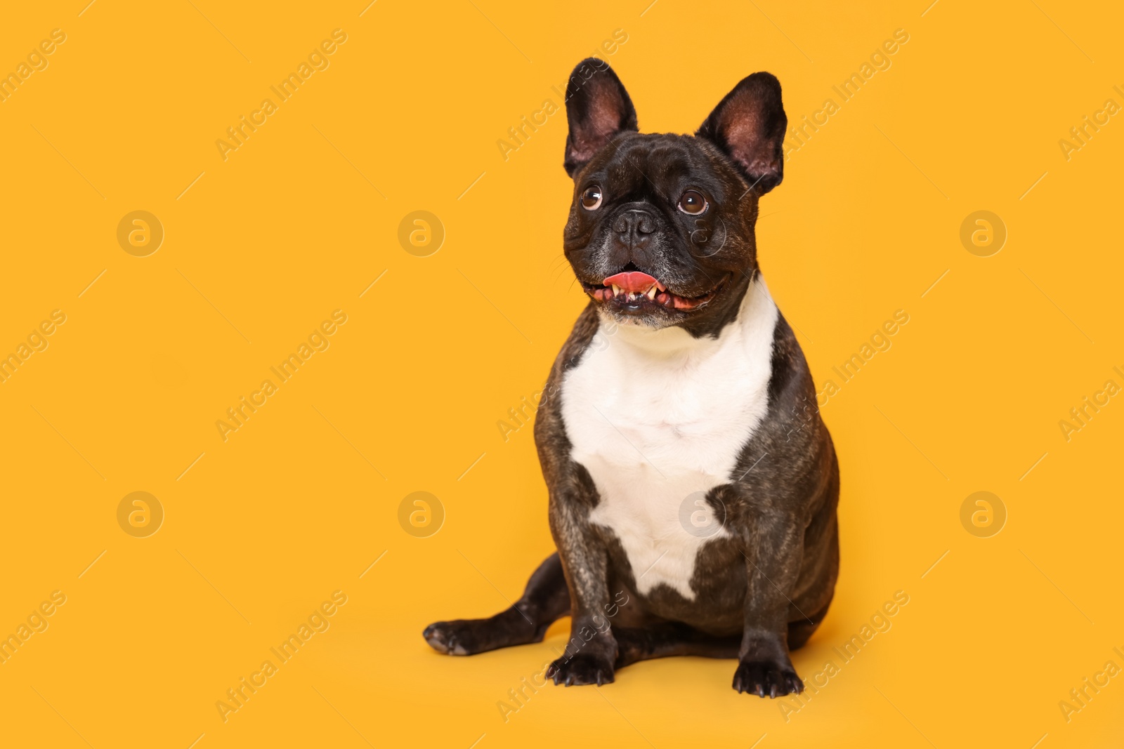 Photo of Adorable French Bulldog on orange background, space for text. Lovely pet