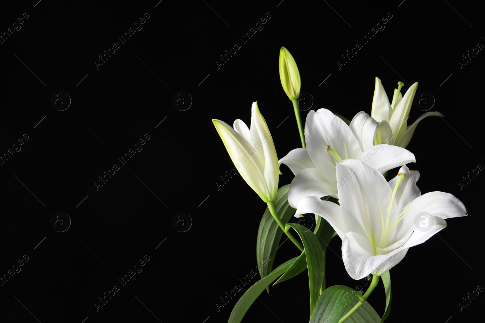 Photo of Beautiful white lily flowers on black background, space for text