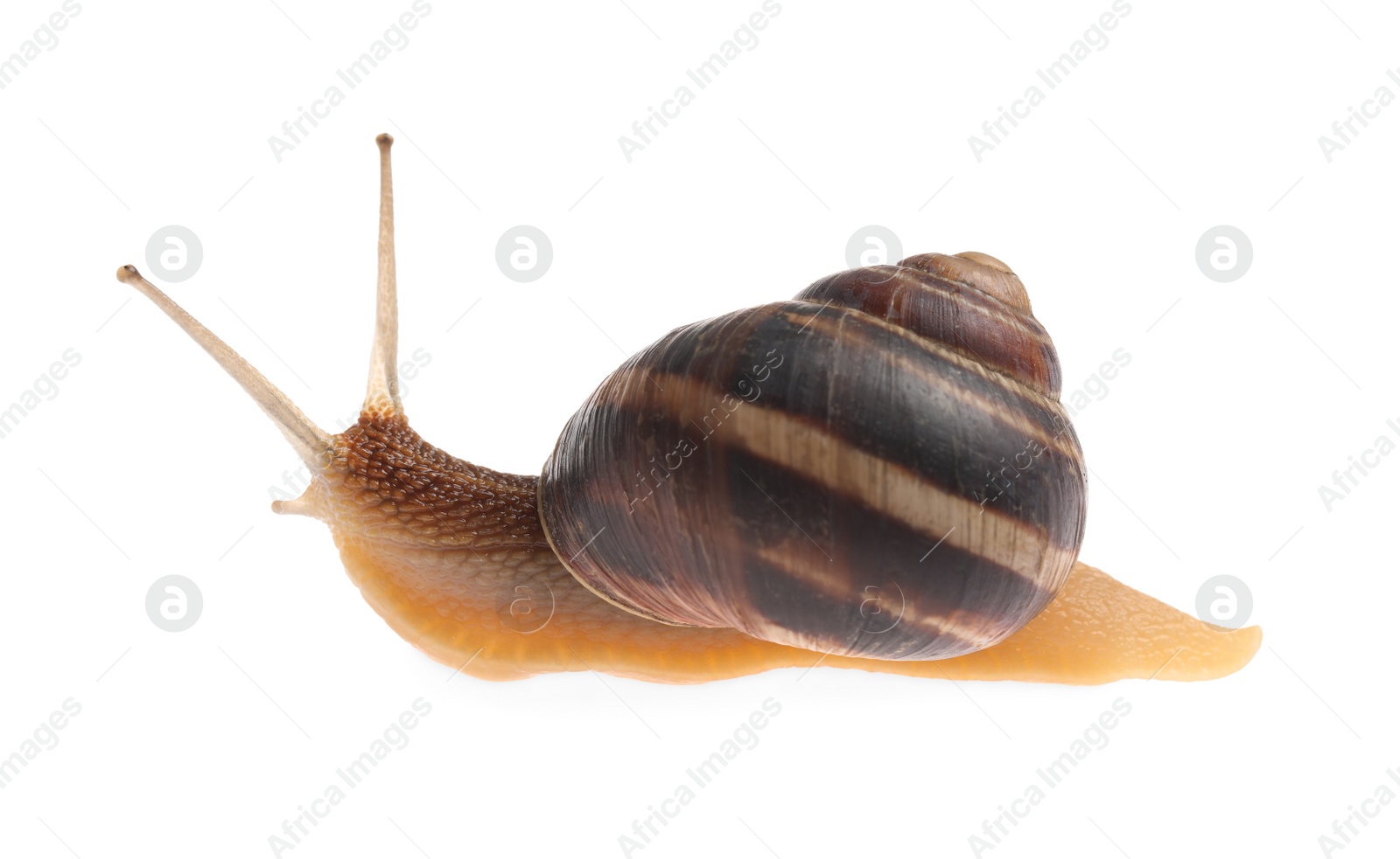 Photo of Common garden snail crawling on white background