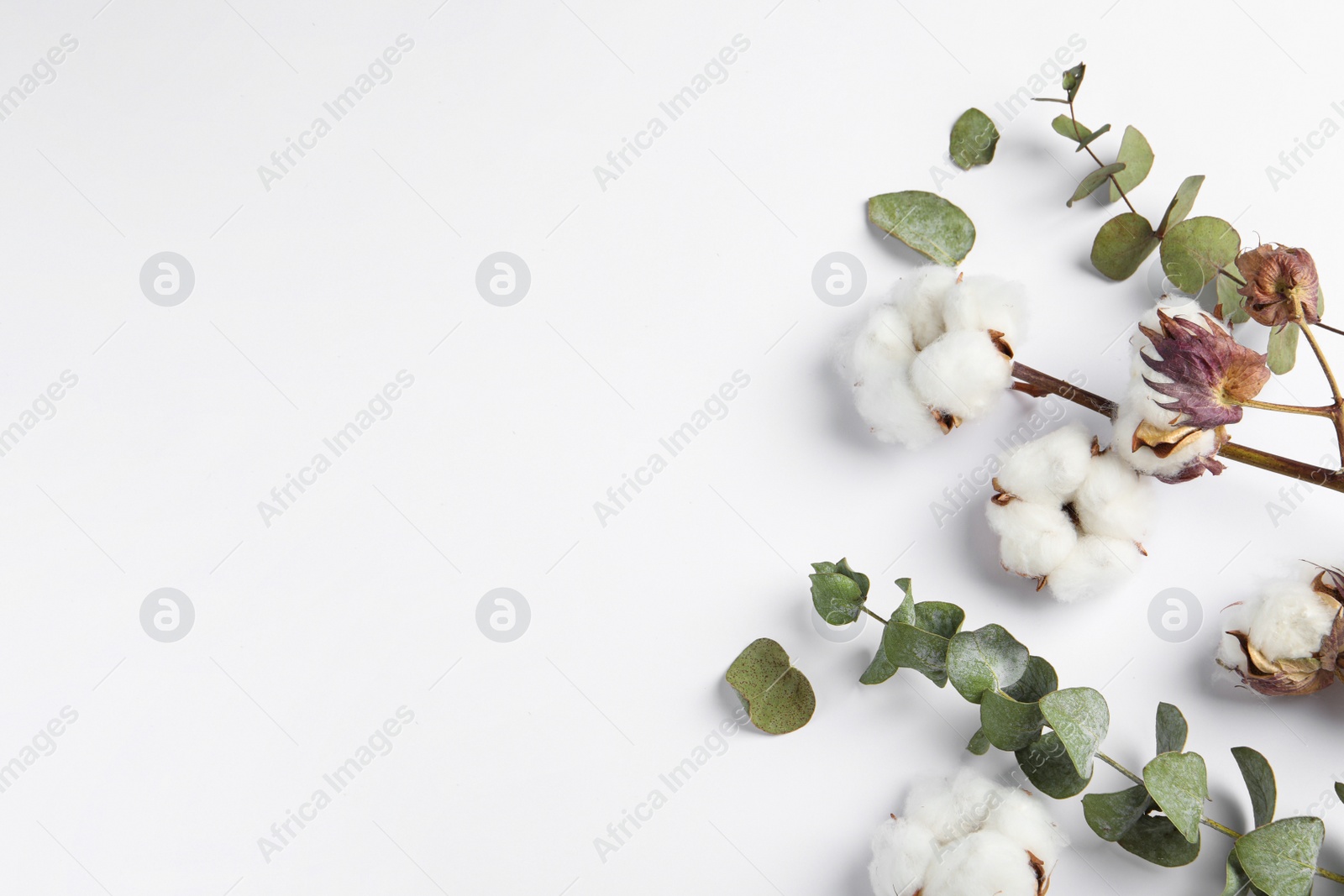 Photo of Fluffy cotton flowers and leaves on white background, flat lay. Space for text