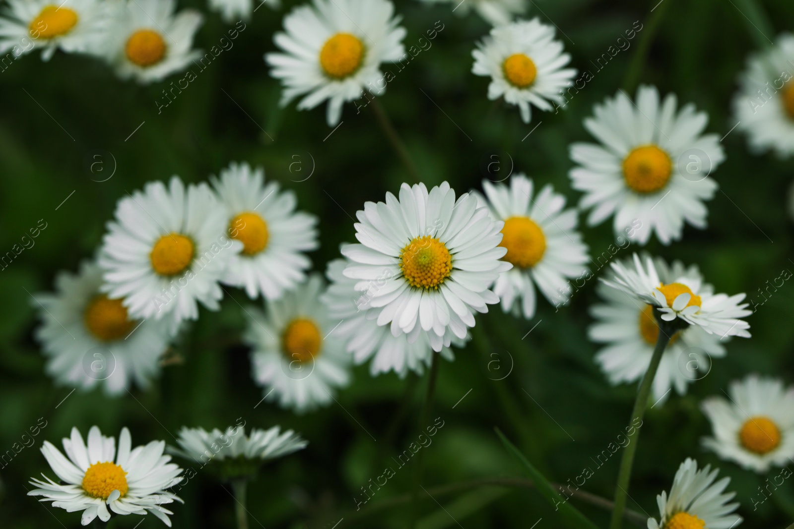 Photo of Beautiful tender daisy flowers growing outdoors, closeup