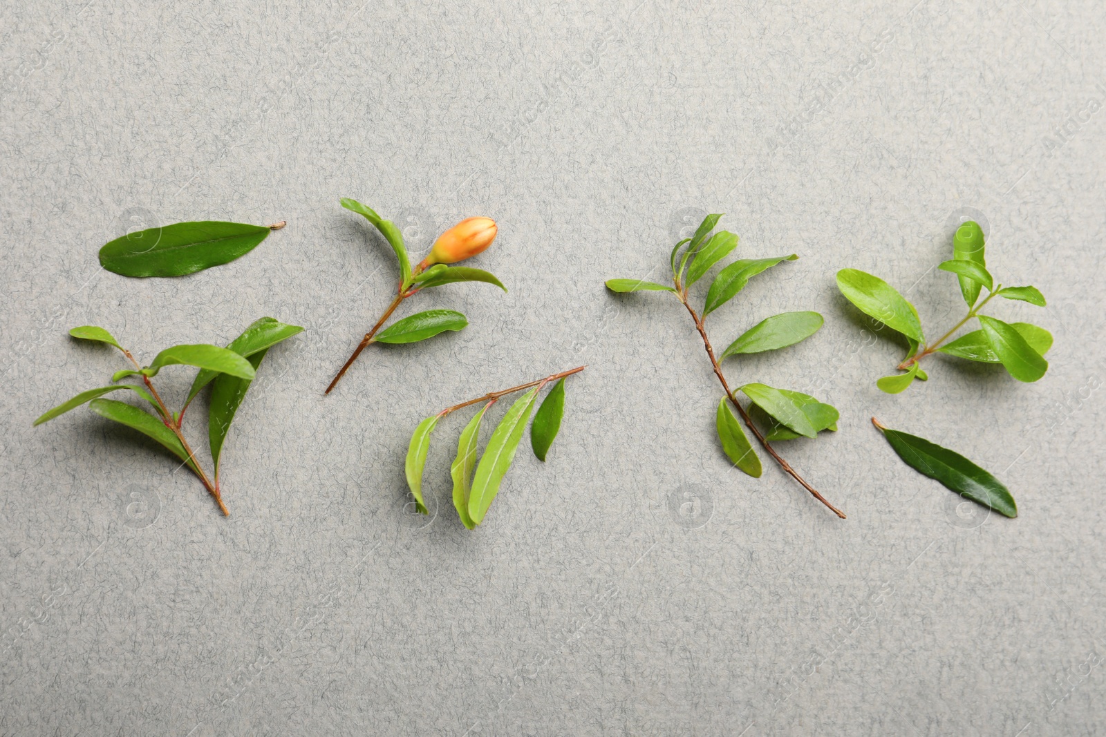 Photo of Pomegranate branches with green leaves and bud on light grey background, flat lay