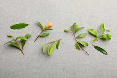 Pomegranate branches with green leaves and bud on light grey background, flat lay