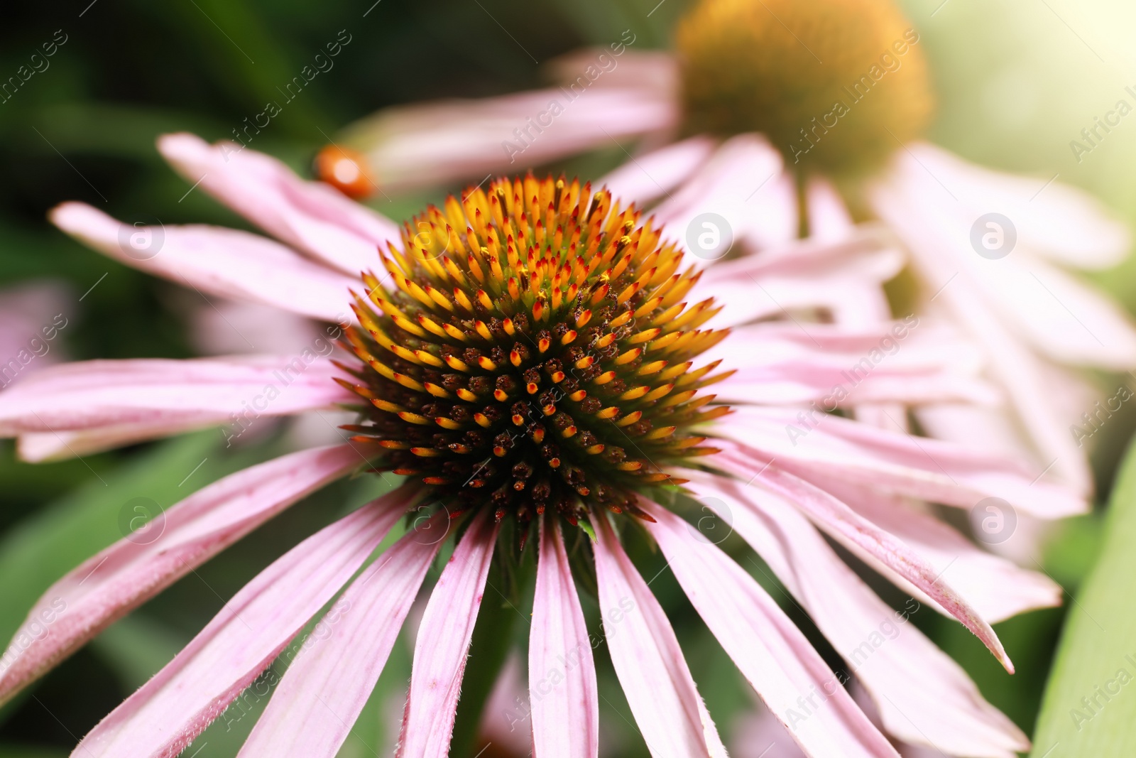 Photo of Beautiful pink Echinacea flower on blurred background, closeup