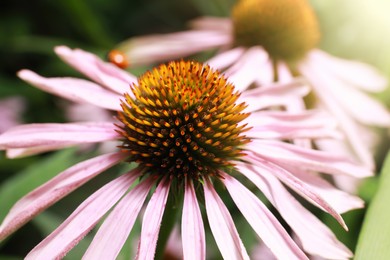 Beautiful pink Echinacea flower on blurred background, closeup