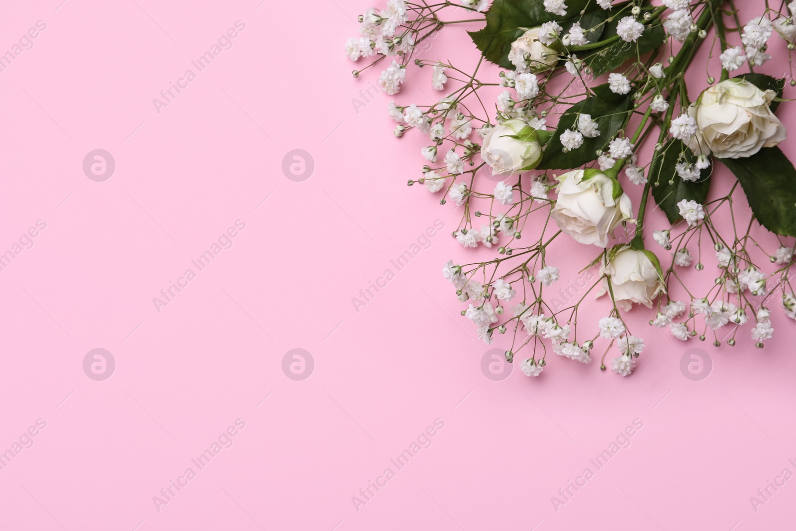 Photo of Beautiful white gypsophila and roses on pink background, top view. Space for text